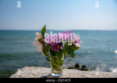 Ein Bouquet von zartem Hibiskus in einem Glas vor dem Hintergrund des Meeres. Stockfoto