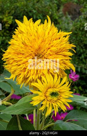 Teddy Bär Sonnenblume Stockfoto