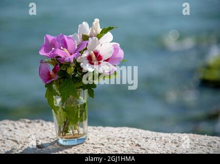 Ein Bouquet von zartem Hibiskus in einem Glas vor dem Hintergrund des Meeres. Stockfoto