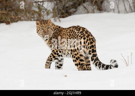 Amur Leopard (gefangen) im Winter, Panthera pardus orientalis. Leopardenunterarten, die in der Primorje-Region im Südosten Russlands und im Jilin P beheimatet sind Stockfoto