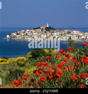 Frühlingsblumen mit Blick auf Primosten im Hintergrund, Primosten, Dalmatien, Kroatien, Europa Stockfoto