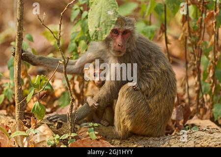 Rhesus Monkey und Young One, Corbett National Park, Indien. Stockfoto