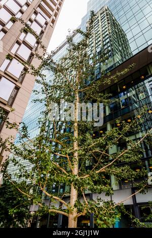 Neues Luxus-Mischnutzungsgebäude mit Wohnungen, Büro- und Einzelhandelsflächen, Southbank Place, London, England, Großbritannien Stockfoto