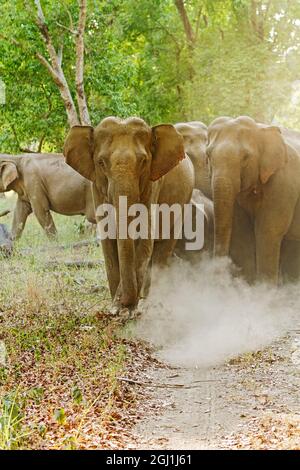 Asiatische Elefanten bedrohen. Corbett-Nationalpark, Indien. Stockfoto