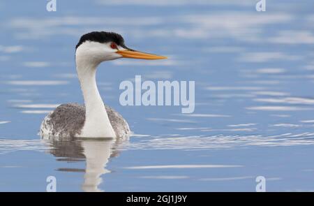 Clarks Grebe Stockfoto