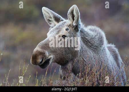Alaskan Elch, junger Bulle Stockfoto