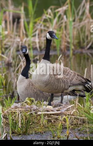 Kanadagänse mit neu geschlüpften Gänsen. Stockfoto