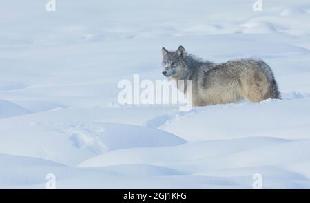 Grauer Wolf, Winterportrait (wild) Stockfoto