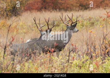Mule Deer Bucks bei Alarm Stockfoto