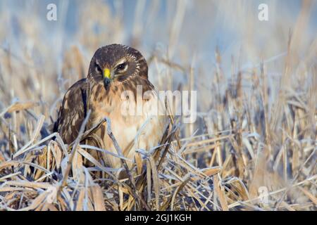 Frostiger Morgen, Northern Harrier Hawk, unreif Stockfoto