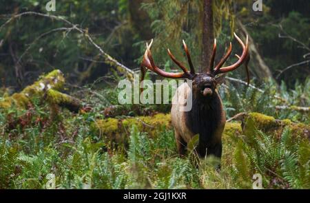 Roosevelt Bull Elk Flehmen Stockfoto