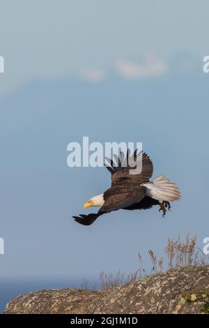 Weißkopf-Seeadler Einnahme Flug Stockfoto