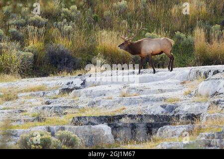 Bullenelch auf Hot Springs Stockfoto