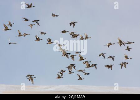 Herde von Enten Flucht Stockfoto