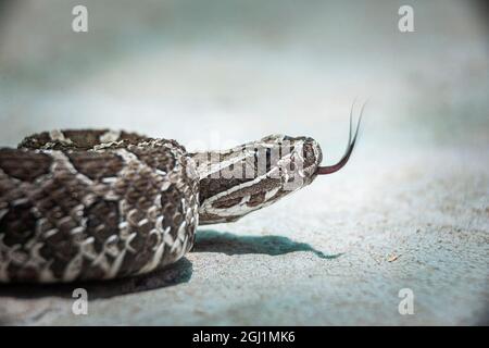 Die giftige westliche Massasuga-Rattlesnake ist in Nordamerika beheimatet. (PR) Stockfoto