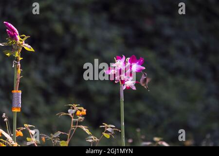 Ein Kolibri ernährt sich von einer bunten Blume. Fotografen brachten die Blume mit und sprühten sie mit Zuckerwasser, um die Vögel anzuziehen. In Queens, New York. Stockfoto