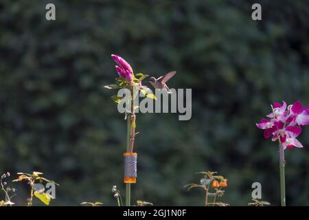 Ein Kolibri ernährt sich von einer bunten Blume. Fotografen brachten die Blume mit und sprühten sie mit Zuckerwasser, um die Vögel anzuziehen. In Queens, New York. Stockfoto