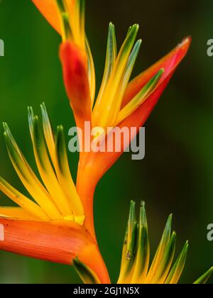 Fidschi, Vanua Levu. Nahaufnahme der Pflanze „Bird of Paradise“. Stockfoto