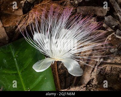 Fidschi, Taveuni Island. Exotische weiße Blume. Barringtonia asiatica (auch bekannt als Fischgiftbaum oder Purat) blüht. Stockfoto