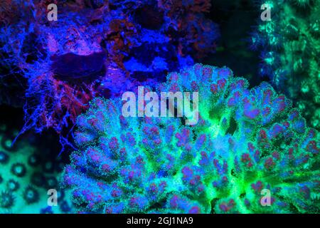 Abgesicherte Staghorn Coral, Tag Fluoreszierende, Palau, Rock Islands-World Herititage Website, Mikronesien Stockfoto