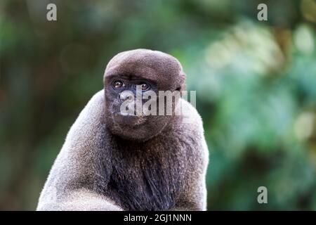 Südamerika, Brasilien, Amazonas, Manaus, Amazon EcoPark Jungle Lodge, gemeinsame Wollaffen, Lagothrix lagothricha. Gemeinsame Wollaffen portrait. Stockfoto