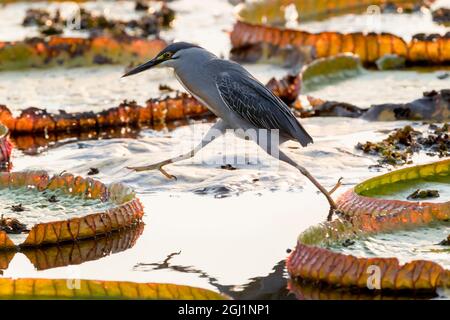 Südamerika, Brasilien, der Pantanal, riesige Lilienauflagen, Victoria amazonica, Gerader Reiher, Butorides striatus. Ein gestreifte Reiher tritt aus einem riesigen l Stockfoto