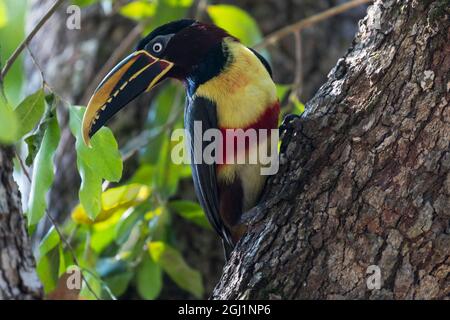 Südamerika, Brasilien, Pantanal, kastanienohrige Aracari, Pteroglossus castanotis. Porträt eines kastanienohrigen Arakaris auf einem Baumstamm. Stockfoto