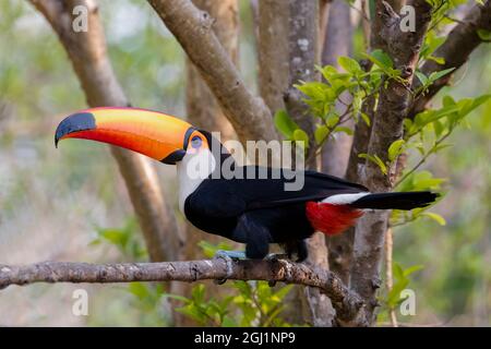 Südamerika, Brasilien, Pantanal, toco-Tukan, Ramphastos toco. Porträt eines toco-Tukan, der auf einem Ast sitzt. Stockfoto