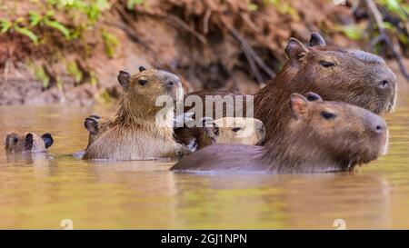 Südamerika. Brasilien. Capybaras (Hydrochoerus hydrochaeris) sind Nagetiere, die häufig im Pantanal, dem größten tropischen Feuchtgebiet der Welt, an, gefunden werden Stockfoto