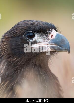 Jugendlich mit typisch blasser Gesichtshaut. Gestreift Caracara oder Johnny Rook, geschützt, endemisch auf den Falkland-Inseln. Stockfoto