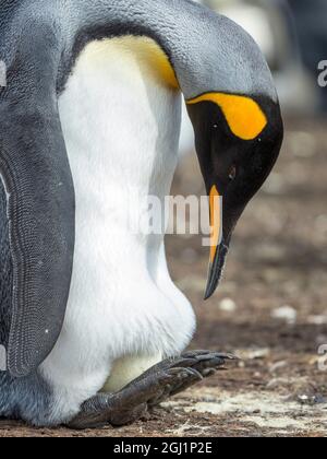 Das Ei wird vom erwachsenen Königspinguin beim Balancieren auf den Falkland-Inseln bebrütet. Stockfoto