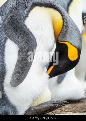 Das Ei wird vom erwachsenen Königspinguin beim Balancieren auf den Falkland-Inseln bebrütet. Stockfoto