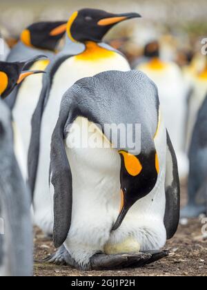 Das Ei wird vom erwachsenen Königspinguin beim Balancieren auf den Falkland-Inseln bebrütet. Stockfoto