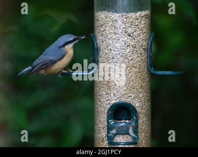 Nuthatch auf Vogelfutterhäuschen sitzend Stockfoto