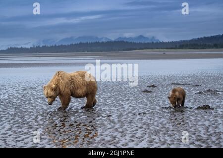 USA, Alaska, Lake Clark National Park. Grizzlybär sät mit Jungen, die bei Sonnenaufgang nach Muscheln suchen. Stockfoto