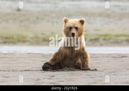 Am Strand befindet sich ein unreifer Grizzlybär (ursus arctos). Lake Clark National Park, Alaska. Stockfoto
