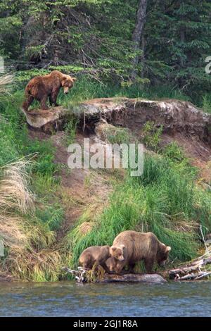 USA, Alaska, Katmai. Grizzly sät und Jungtiere aus dem ersten Jahr am Flussufer. Stockfoto