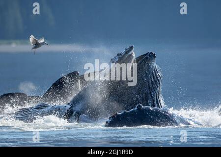 USA, Alaska, Möwe schwebt über Buckelwale (Megaptera novaeangliae) auftauchen, wie Sie Bubble net Feed auf der Schule von Hering, Fisch in Frederick So Stockfoto