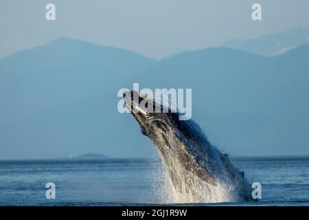 USA, Alaska, Wasser strömen Defizitmarke von Buckelwal (Megaptera novaeangliae) in Frederick Sound in der Nähe von kupreanof Island Stockfoto