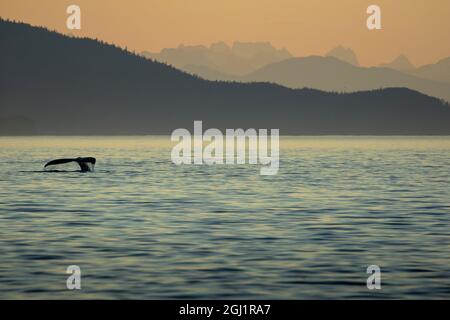 USA, Alaska, Silhouette der Schwanz der Buckelwal (Megaptera novaeangliae) Tauchen in Frederick Sound in der Nähe von kupreanof Island nach Sonnenuntergang im Sommer sogar Stockfoto