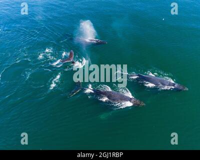 USA, Alaska, Luftaufnahme der Buckelwale (Megaptera novaeangliae) Schwimmen an der Oberfläche des Frederick Sound, während Bubble net Fütterung auf Hering shoal Stockfoto