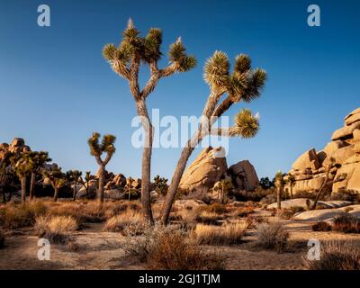 USA, Kalifornien, Joshua Tree National Park, Joshua Tree (Yucca brevifolia) Stockfoto
