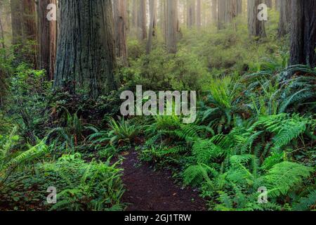 Pfad durch Farne und Redwood-Bäume, Del Norte Coast Redwoods State Park, Damnation Creek Trail, Kalifornien Stockfoto