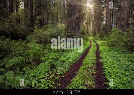 Pfad durch Farne und Redwood-Bäume, Del Norte Coast Redwoods State Park, Damnation Creek Trail, Kalifornien Stockfoto