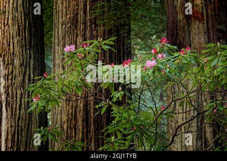 Rhododendron und riesige Mammutbäume, Redwood National and State Park, Kalifornien Stockfoto