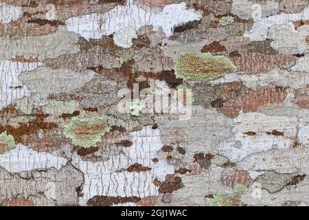 Detail auf Baumrinde (Vernicia fordii) zeigen Tarnmuster von Flechten, die auf Baumrinde wachsen Stockfoto