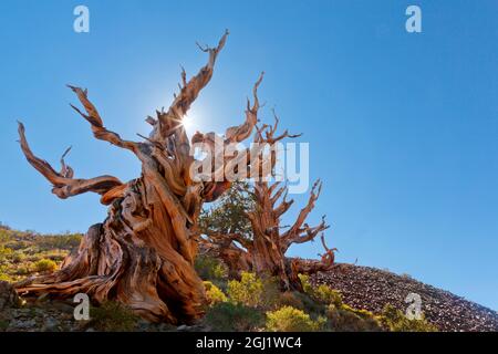 USA, Kalifornien, Inyo National Forest. Der Wachtbaum im alten Kiefernwald von Bristlecone. Kredit als: Don Paulson / Jaynes Gallery / DanitaDelimont Stockfoto