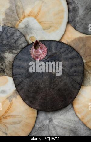 USA, Kalifornien. Barnacle und Sand Dollar am Strand. Credit as: Christopher Talbot Frank / Jaynes Gallery / DanitaDelimont.com Stockfoto