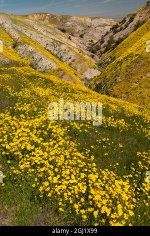 Kalifornien, USA. Das Temblor-Gebiet und das Tal sind mit Gänseblümchen-Wildblumen am Hang, dem Carrizo Plain National Monument, bedeckt Stockfoto