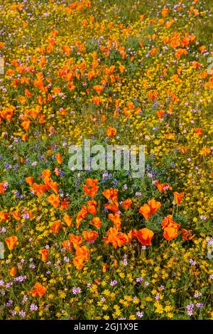 USA, Kalifornien, überblühender Hang in der Nähe von Lancaster, gelbe Goldfelder, blaue und violette Filaree und Lupine und orangefarbene Mohnblumen Stockfoto